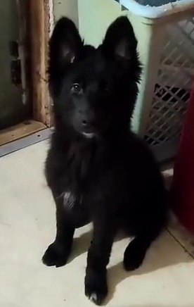 Помогите спасти щенков - Животные в Москва